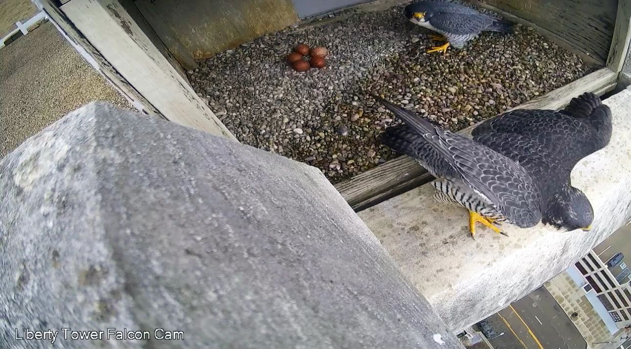 Check Out the Falcon Cam